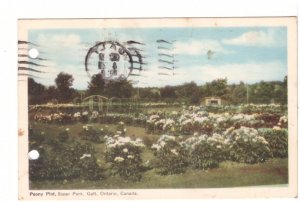 Peony Plot, Soper Park, Galt, Ontario, Vintage 1950 PECO Postcard