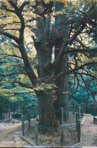 China Mount Lushan three ancient trees