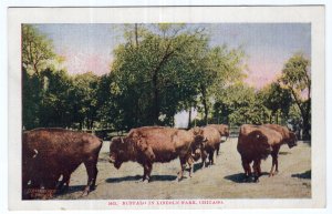 Buffalo In Lincoln Park, Chicago