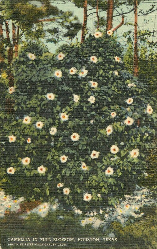 Postcard Camellia In Full Blossom, Houston, TX