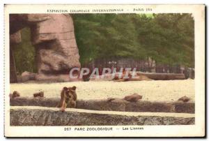 Postcard Old Lioness International Colonial Exposition Paris 1931 Zoo