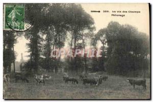 Old Postcard The Life Of Cows Pasture Field