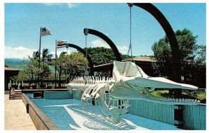 Whaler's Village Kaanapali Maui Historical Whale Bone Display Hawaii Postcard