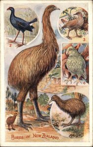 Birds of New Zealand Moa Weka Kakapo Nature Animal Studies Vintage Postcard