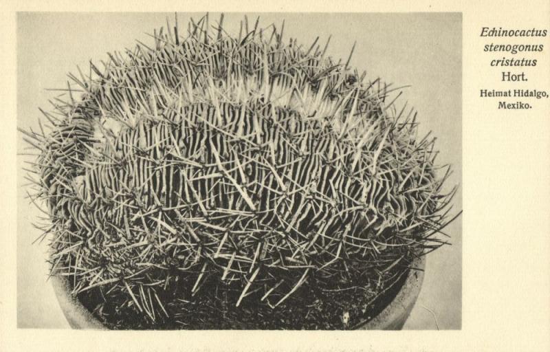 Cactus Cactaceae, Echinocactus Stenogonus Cristatus (1920s) Otto Stoye Postcard