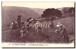 Old Postcard The Cote d & # 39Azur Picking Eyelets