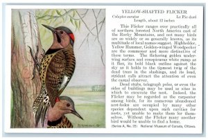 c1910's Yellow Shafted Flicker Ranges Birds Canada Animals Unposted Postcard