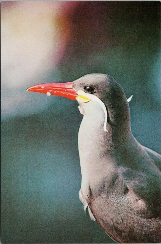 Hotel Paracus Peru Bird El Zarcillo Bird Unused Postcard F6