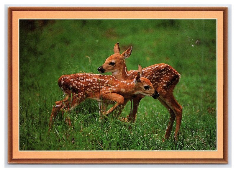 Twin White-Tail Fawns Deer Postcard Continental View Card