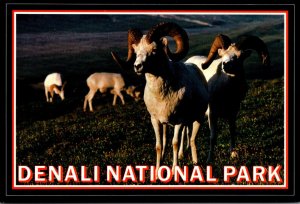 Alaska Denali National Park Dall Sheep