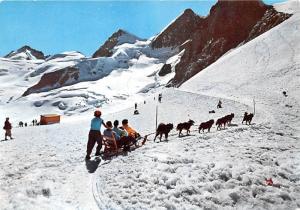 Polarhunde auf Junfraujoch - 