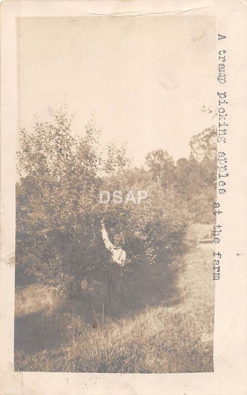 A37/ Jefferson City Missouri Mo RPPC Postcard 1906 Orchard Tramp Picking Apples