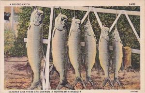 Minnesota Fishing A Record Catch In Northern Minnesota Curteich