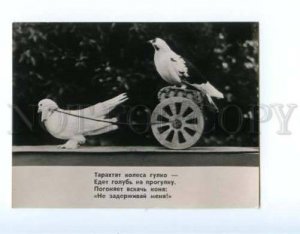 167233 DUROV CIRCUS Gove PIGEON old PHOTO Russian Card
