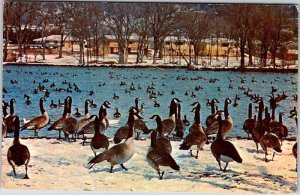 Postcard ANIMAL SCENE Rochester Minnesota MN AO3690