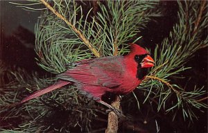 Cardinal Birds Unused 