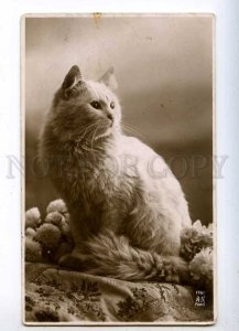 232378 CAT RPPC russian 1914 TRAIN #197 Krasnoyarsk IRKUTSK