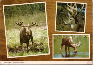 Greetings from Shellbrook SK Deer Moose Multiview c1976 Vintage Postcard D44