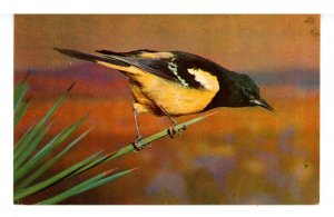 Birds - Scott's Oriole