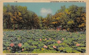 Lotus Beds, City Park - Parkersburg, West Virginia WV  