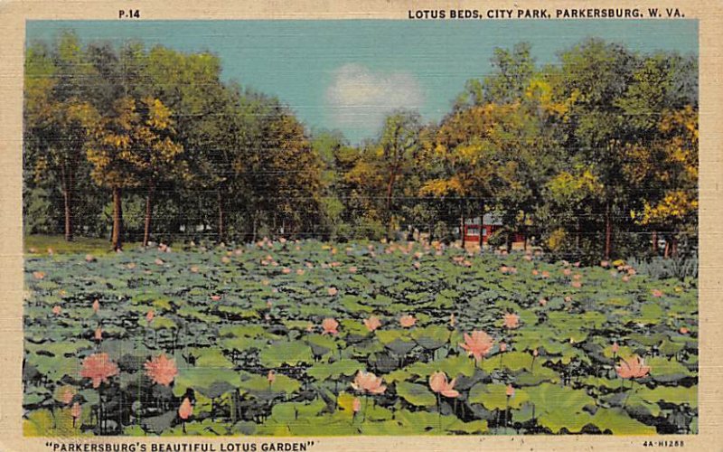 Lotus Beds, City Park, Parkersburg, WV