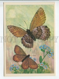 455234 USSR 1982 butterflies Oeneis melissa the Melissa Arctic by artist Aristov