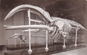 Skeleton Of Right Whale Natural History Museun Chicago Illinois