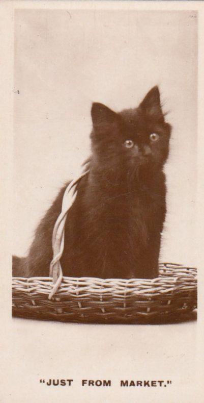 Cat Bought At Market Old German Real Photo Cats Cigarette Card