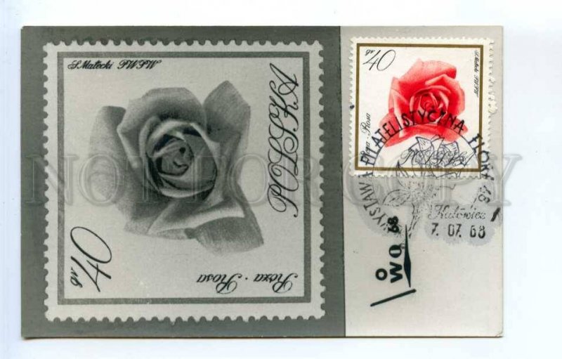 420392 POLAND 1968 year flower ROSE exhibition maximum card