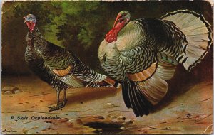 P.Sluis Ochtendvoer Turkey Vintage Postcard C181