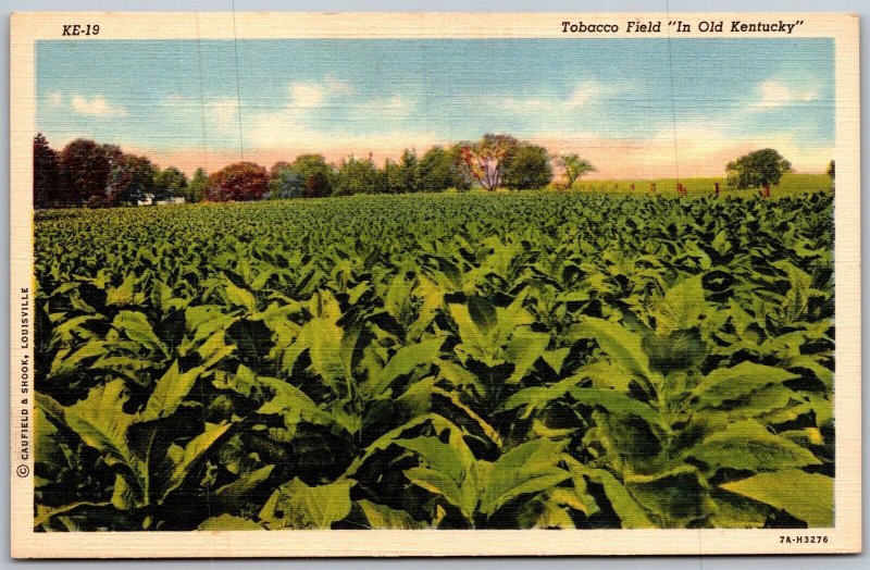 Vtg Tobacco Field In Old Kentucky KY Farming 1930s View Linen Postcard