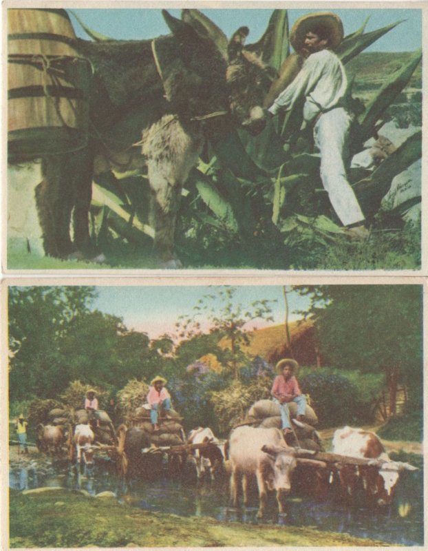 Mexican Cattle Farming Transportation 2x Old Postcard s