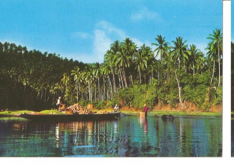 Postal 045720 : Coconut Harvest in Laguna. Philippines