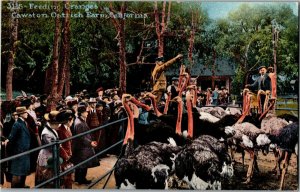 Feeding Oranges to Ostriches, Cawston Ostrich Farm Pasadena CA Postcard E74