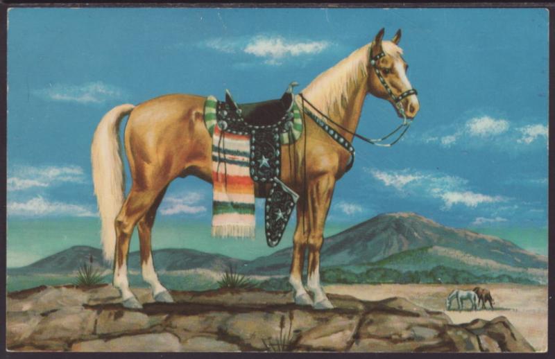 Plaomino Stallion Postcard