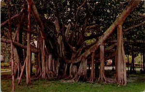 VINTAGE POSTCARD INDIAN BANYAN TREE COMMON AT THE MOONA HOTEL HONOLULU HAWAII
