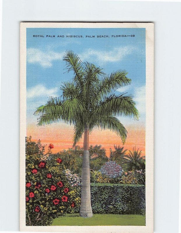 Postcard Royal Palm And Hibiscus Palm Beach Florida USA