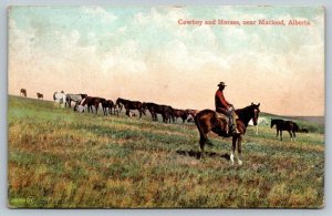 Cowboy & Horses Near Macleod, Alberta Canada - 1908