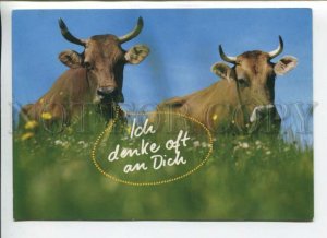 441399 Germany 2007 year alpine cows RPPC advertising