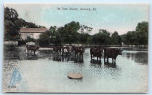 AURORA, Illinois IL ~ FOX RIVER Cows in Water 1908 Handcolored  Postcard