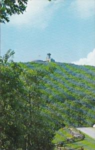 Brasstown Bald Northern Georgia