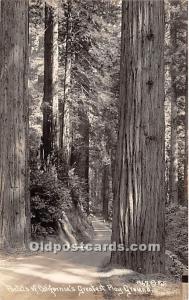 California's Greatest Play Ground, real photo California, USA Logging, Timber...
