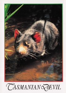 Tasmanian Devil Rodent Hunting Animal Australia Postcard