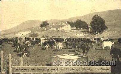 Monteray County, CA, USA Dairy, Cow Cows, 1920 some corner and edge wear, pos...