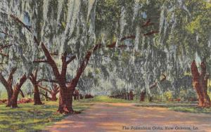 NEW ORLEANS, LA Louisiana  PAKENHAM OAKS~Tree Lined Drive c1940's Linen Postcard