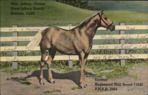 Salinas CA Hotel Jeffrey Ranch Registered Half Breed Horse PHBA  Linen PC