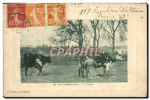 Old Postcard In Normandy Milking Cow