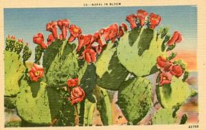 Nopal in Bloom (Desert Flowers)