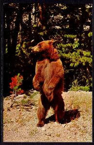 Black Bear Cub,Yellowstone