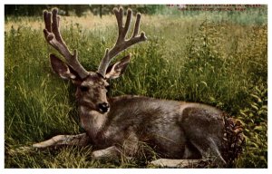 Mule Deer Antlers in Velvet